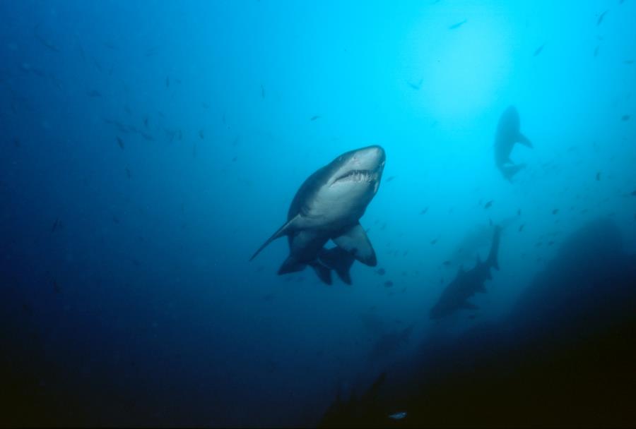 Grey Nurse Shark