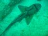 port Jackson shark