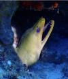 Cozumel moray