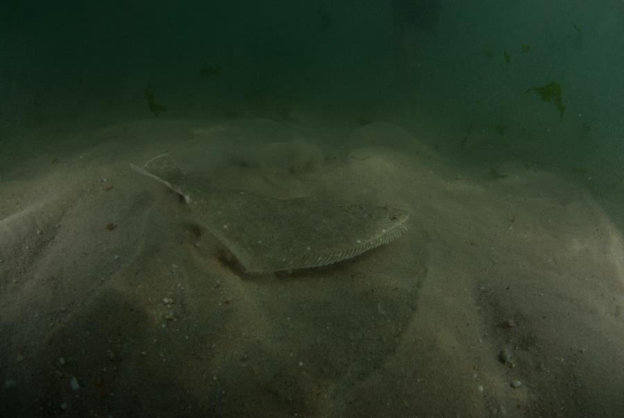 Winter Flounder