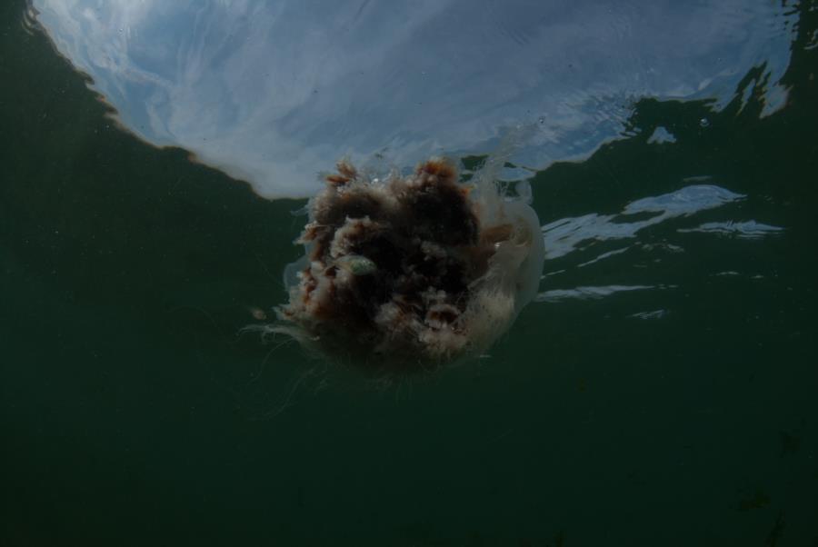 Lion’s Mane Jelly