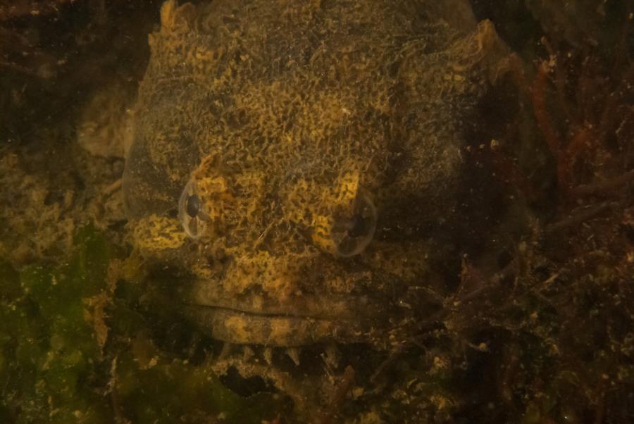 Oyster Toadfish