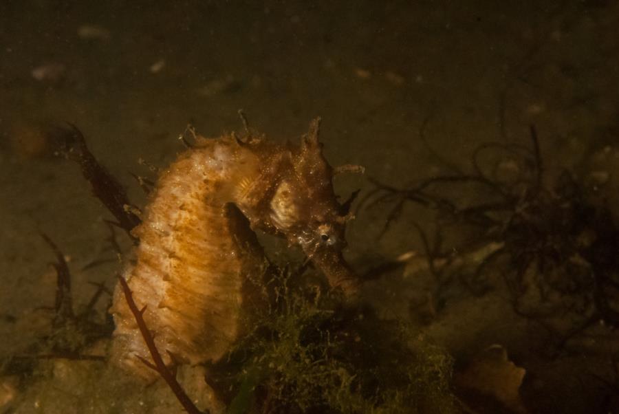 Lined Seahorse