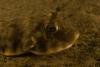 Northern Puffer Portrait