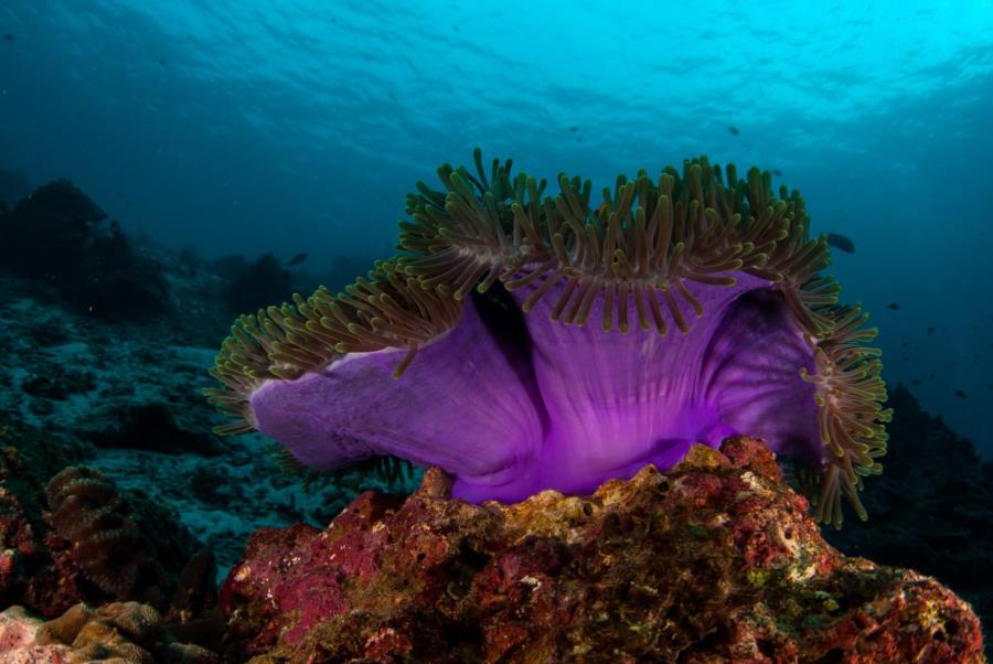 Magnificent Anenome, Similan Islands