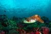 Cuttlefish, Richelieu Rock