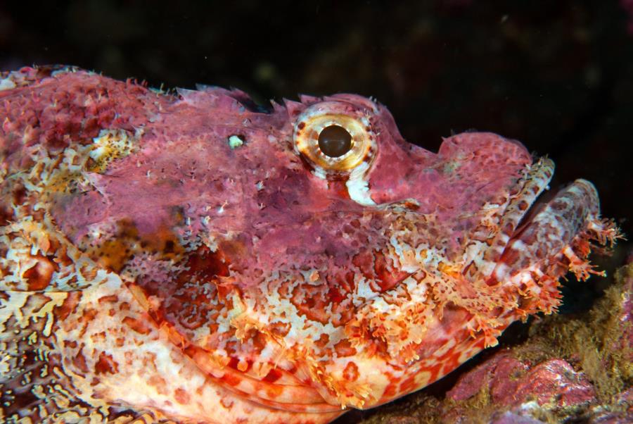 Bearded Scorpionfish