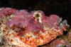 Bearded Scorpionfish - m_grieco