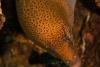 Eel with Cleaner Shrimp, Boonsung Wreck