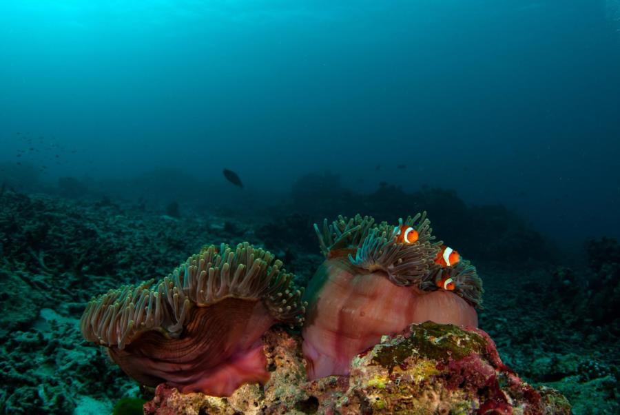 Anenomefish, Similan Islands