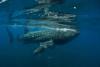 Whale Shark, Holbox Island