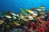 Manchones Reef, Isla Mujeres