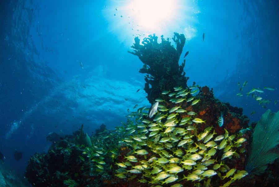 Manchones Reef, Isla Mujeres