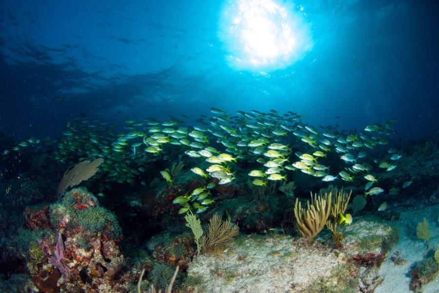 Sunburst, Manchones Reef