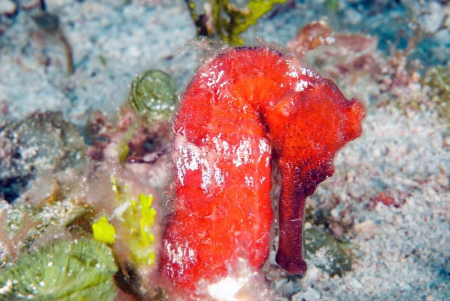 Red Seahorse