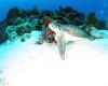 Resting Green Sea Turtle