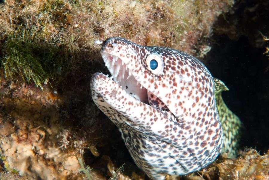 Spotted Moray Eel