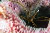 Arrow Crab in Azure Vase Sponge