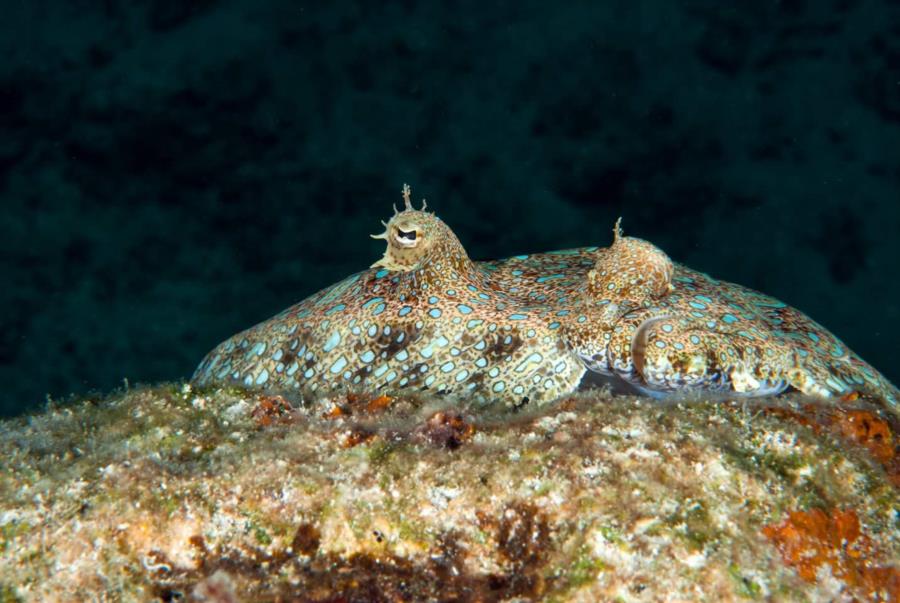 Peacock Flounder