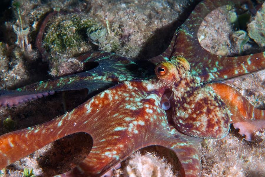 Caribbean Reef Octopus