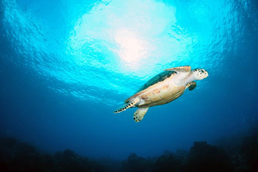 Hawksbill Sea Turtle