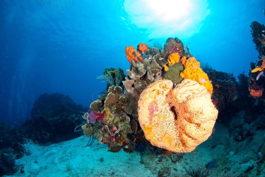 Orange Elephant Ear Sponge