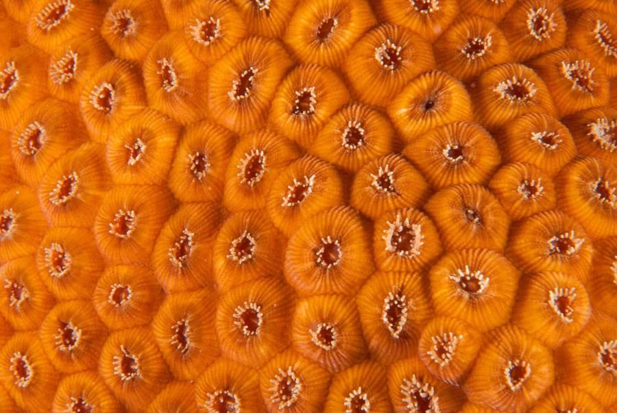 Feeding Coral Polyps