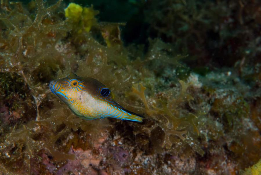 Sharp-Nose Puffer