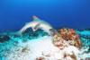 Feeding Nurse Shark