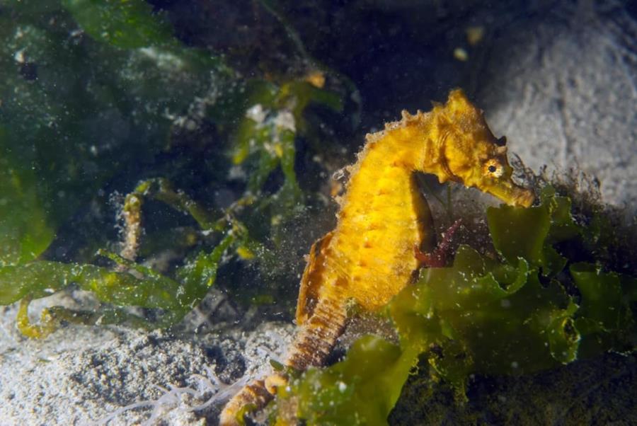 Lined Seahorse