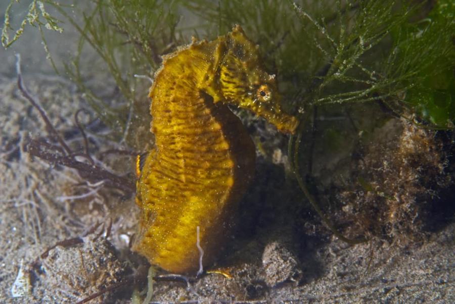 Lined Seahorse