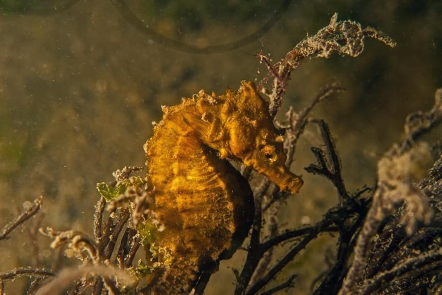 Lined Seahorse