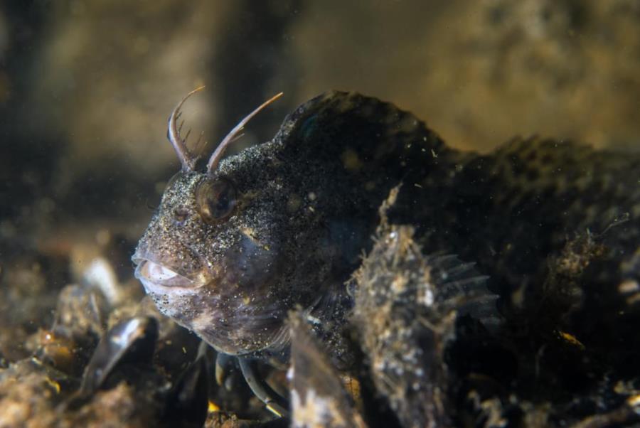 Feathered Blenny