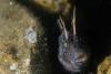 Feathered Blenny