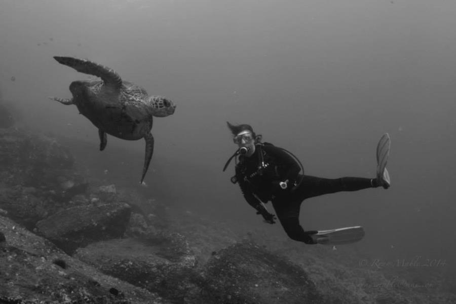 Crouching diver hidden turtle