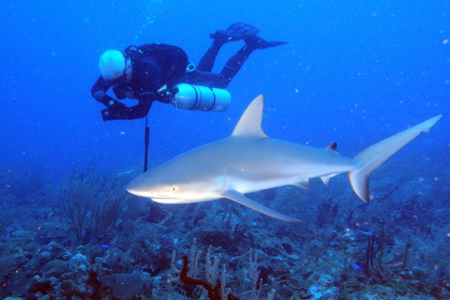 Diving in Sidemount