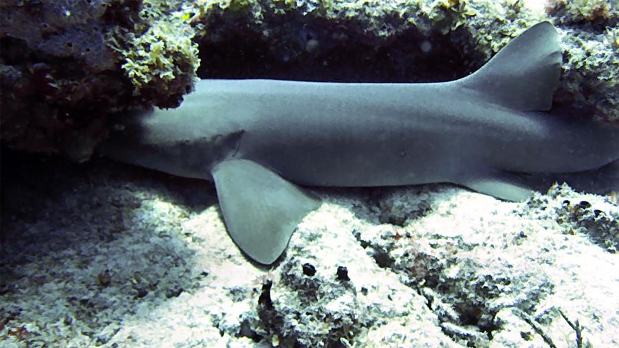 Nurse Shark