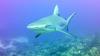 Reef Shark