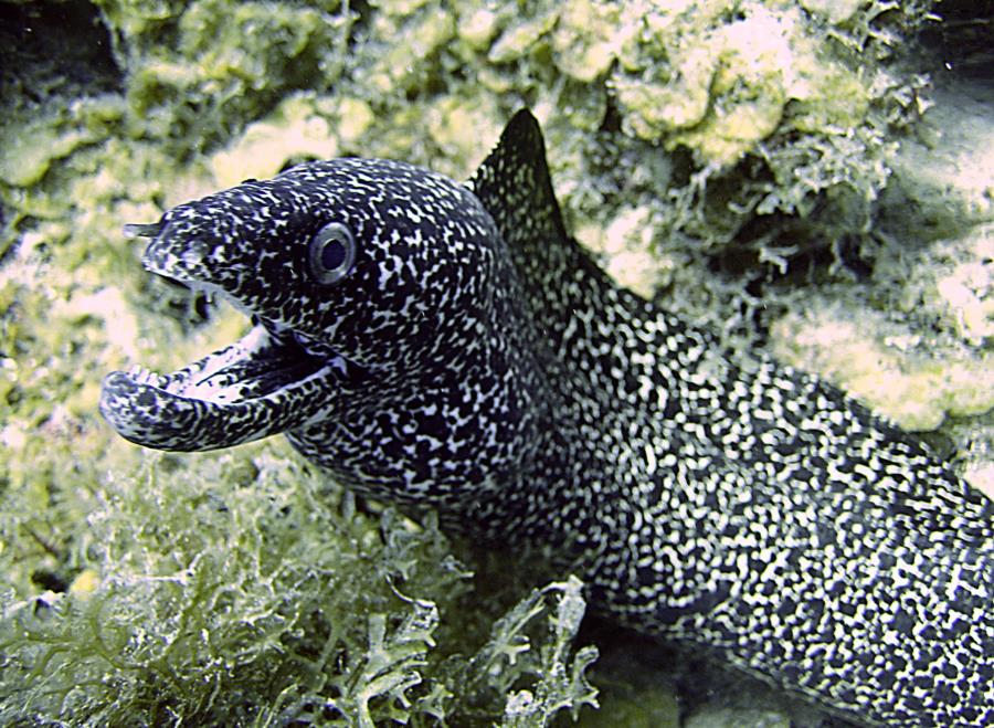 Speckled Moray