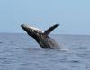 Humpback Whale Breaching in Maui