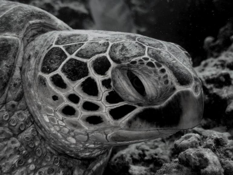 resting turtle