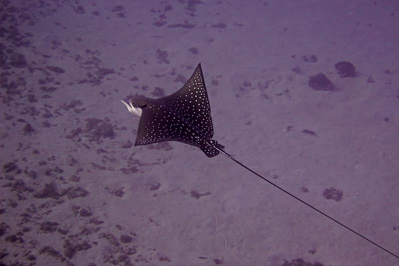 spotted eagle ray