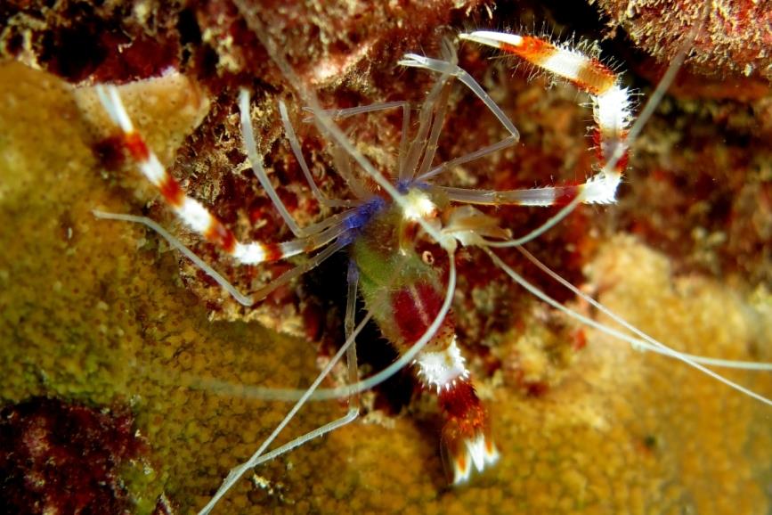 banded coral shrimp