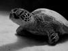 comfy turtle