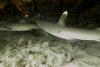 whitetips cruising under the ledge