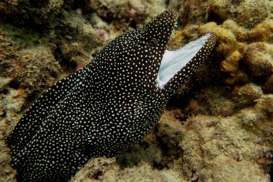 spotted moray 1