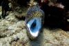 spotted moray 2