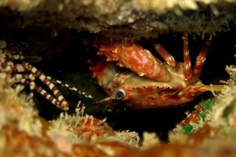 little crab hangning out in a hole with a marbled shrimp