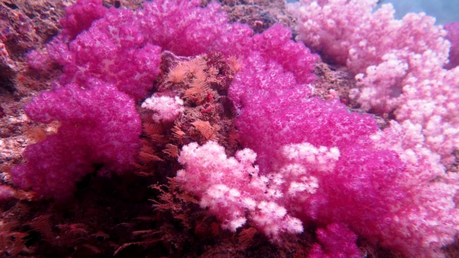 colorful soft corals