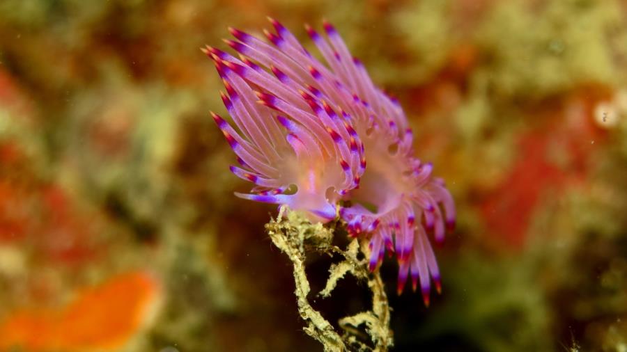 teeny tiny nudi. one of my favorites in Thailand